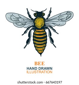 Hand drawn bee vector illustration.
Honey Bee logo or emblem graphic doodle design.