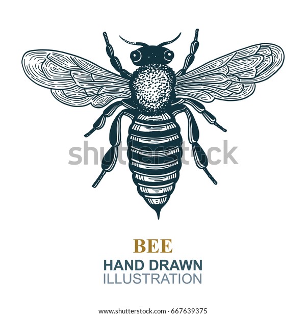 Hand Drawn Bee Vector Illustration Honey Stock Vector (Royalty Free ...