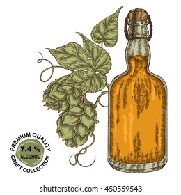 Hand drawn beer bottle with hops plant. Alcohol drink sketch vector illustration