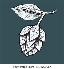 Hand Drawn of Beer Fruit Illustration with engraving style