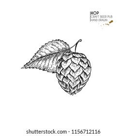 Hand drawn beer set. Vector hop cone and leaf. Oktoberfest engraved icons. Pub alcohol beverages and food. Craft brewery. Use for bar menu, festival decoration, poster, flyer, banner.