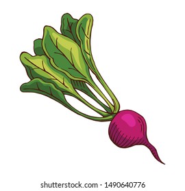 hand drawn beet, beetroot color vector illustration, vegetable