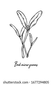 Hand drawn beet micro greens. Vector illustration in sketch style isolated on white background