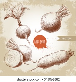 Hand drawn beet root set. Beet with leafs, half of beet, long beet. Sketch vintage vector illustration.