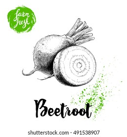 Hand drawn beet root with sliced root composition. Sketch vintage vector illustration. Farm fresh vegetables poster.