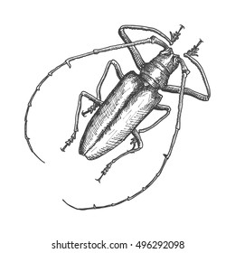 Hand drawn beetle. Black and white insect design. Hand drawing illustration. Vector.