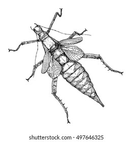Hand drawn beetle. Black and white insect for design, icons, logo or print. Hand drawing illustration for Halloween. Vector.