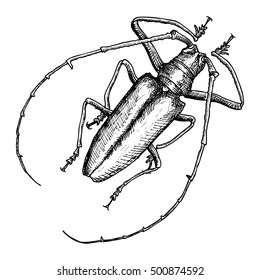 Hand drawn of beetle. Black and white insect for design, icons, logo or print. Hand drawing illustration for Halloween. Vector.