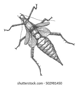 Hand drawn beetle. Black and white insect for design, icons, logo or print. Hand drawing illustration for Halloween. Vector.