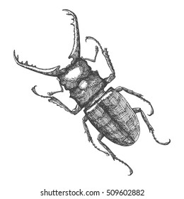 40,342 Beetle drawing Images, Stock Photos & Vectors | Shutterstock