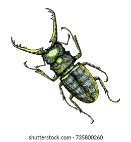 Hand drawn beetle. Color insect for design, icons, logo or print. Hand drawing illustration for Halloween. Vector.