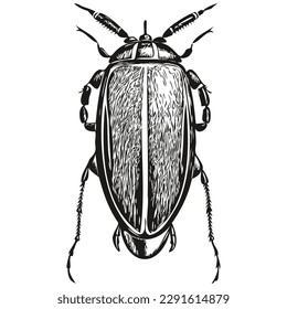 Hand drawn beetle on a white background, beetles
