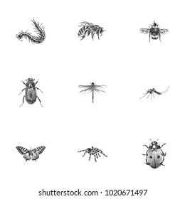 Hand drawn beetle sketches set. Collection of bee, scarab, bumblebee and other sketch elements.