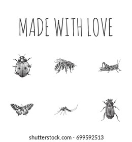 Hand Drawn Beetle Sketches Set. Collection Of Gnat, Sting, Mantis And Other Sketch Elements.