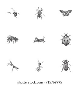 Hand Drawn Beetle Sketches Set. Collection Of Ladybird, Sting, Insect And Other Sketch Elements.