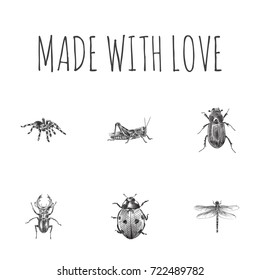 Hand Drawn Beetle Sketches Set. Collection Of Spider, Mantis, Ladybird And Other Sketch Elements.