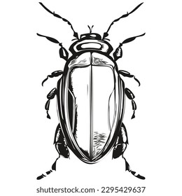 hand drawn beetle, vector illustration black and white beetles
