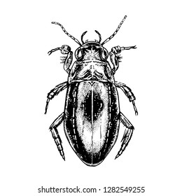 Hand drawn beetle water beetles. Realistic isolated sketch of insect. Line graphic design. Black and white drawing figure. Vector illustration.