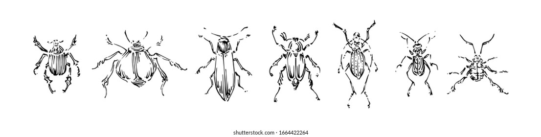 Handgezeichnete Käfer-Kollektion. Vektorillustration im Skizzenstil. Schwarze, isolierte Buginsekten, Design-Elemente auf weißem Hintergrund.