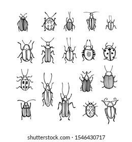 Hand drawn beetles on white background. Vector  sketch illustration