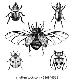 Escarabajos dibujados a mano. Insectos negros y blancos para diseño, iconos, logotipo o impresión. Dibujado con puntos. Gran ilustración de Halloween.