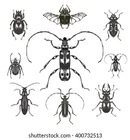 Hand drawn beetles set. Black and white insects for design, icons, logo or print. Vector illustration