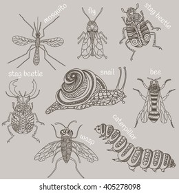 Hand drawn beetles set. Insects for design, icons, logo, print or else. Bee, mosquito, wasp, snail, caterpillar and two stag beetles, one fly. Vector illustration.