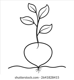Hand drawn beetroot in continuous line art drawing style offering a stylized look at natural vegetables suitable for eco friendly packaging or rustic kitchen decor