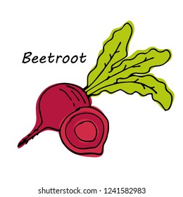 Hand drawn Beetroot isolated on white background. vector illustration.