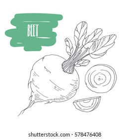 Hand drawn beetroot isolated on white. Sketch style vegetables with slices for market, kitchen or food package design. Vector illustration