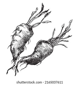 Hand drawn beetroot with leafs. Sketch vintage vector illustration isolated on white background. Farm fresh vegetable.