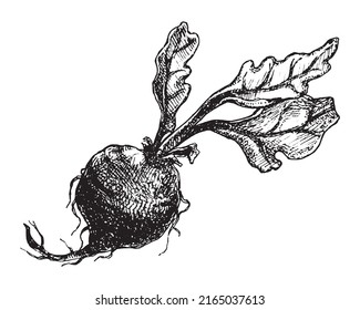 Hand drawn beetroot with leafs. Sketch vintage vector illustration isolated on white background. Farm fresh vegetable.