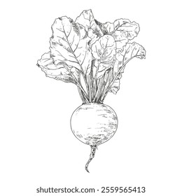 Hand drawn beetroot with leaves. Vector illustration isolated on white background.