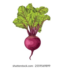 Hand drawn beetroot with leaves. Vector illustration isolated on white background.