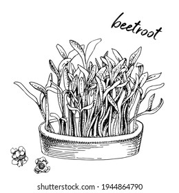Hand drawn beetroot microgreens. Healthy food