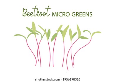 Hand drawn beetroot microgreens. Healthy food. Beet Sprouts with green leaves isolated on white background. Edible plants for healthy nutrition. Vector illustration in flat cartoon style.