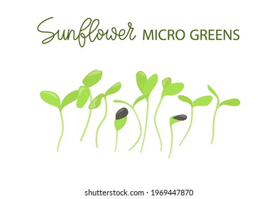 Hand drawn beetroot microgreens. Healthy food. Beet Sprouts with green leaves isolated on white background. Edible plants for healthy nutrition. Vector illustration in flat cartoon style.