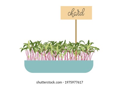 Hand drawn beetroot microgreens. Healthy vegeterian superfood. Organic Beet Sprouts with green leaves isolated on white background. Chard. Vector illustration in flat cartoon style.