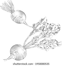 Hand drawn  beetroot. Sketch beetrootWhole beetroot with leaves. Beet root. Fresh organic and healthy, diet and vegetarian food. Hand drawn vegetables. Vector illustration isolated on white background