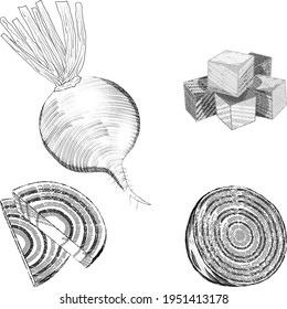 Hand drawn beetroot. Sketch beetroot.Whole, sliced beetroot and half beetroot for banners, flyers. Hand drawn vegetables. Fresh organic and healthy, diet and vegetarian food. Vector illustration