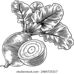 Hand drawn Beetroot Sketch Illustration