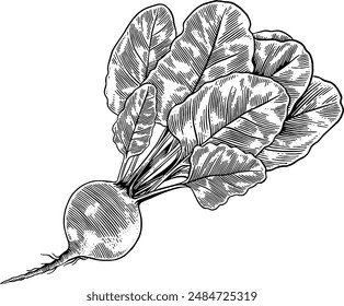 Hand drawn Beetroot Sketch Illustration