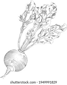 Handgezeichnete Rübenskizze. Ganze Rübe für Banner, Flyer. Frische Bio- und gesunde Lebensmittel, Diät und vegetarische Lebensmittel. Vektorgrafik einzeln auf weißem Hintergrund