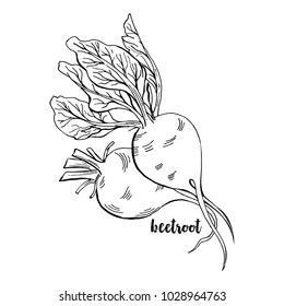 Hand drawn Beetroots. Isolated Beet Roots With Leaves Vegetable for Thanksgiving Harvest Design. Fresh Superfood Vector Illustration.