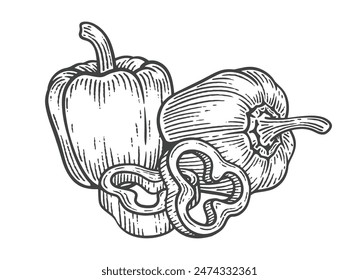 Hand Drawn Bell Pepper, Engraving Style Vector Illustration