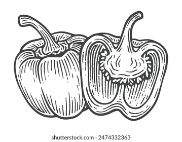Hand Drawn Bell Pepper, Engraving Style Vector Illustration