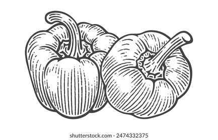 Hand Drawn Bell Pepper, Engraving Style Vector Illustration