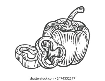 Hand Drawn Bell Pepper, Engraving Style Vector Illustration
