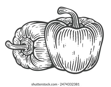 Hand Drawn Bell Pepper, Engraving Style Vector Illustration