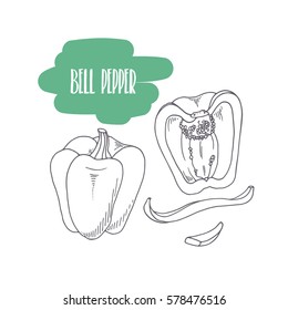 Hand drawn bell pepper isolated on white. Sketch style vegetables with slices for market, kitchen or food package design. Vector illustration